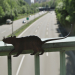 Ratte auf der Brücke