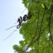 Yes im Baum